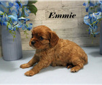 Small #11 Cavalier King Charles Spaniel