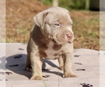 Small Photo #3 American Bully Puppy For Sale in ORANGEBURG, SC, USA