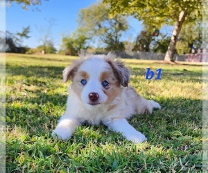 Miniature Australian Shepherd Puppy for sale in CANTON, TX, USA