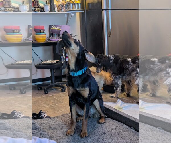 Medium Photo #5 Dachshund-Doberman Pinscher Mix Puppy For Sale in Sebec, ME, USA