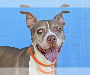 American Pit Bull Terrier Dogs for adoption in Pasadena, CA, USA