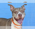 Small American Pit Bull Terrier