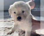 Small Photo #6 English Cream Golden Retriever Puppy For Sale in ORLANDO, FL, USA
