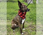Small Photo #2 Dutch Shepherd -Unknown Mix Puppy For Sale in Bandera, TX, USA