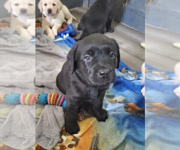 Medium Photo #2 Labrador Retriever Puppy For Sale in RANCHO CUCAMONGA, CA, USA