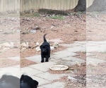 Small Photo #10 Labrador Retriever Puppy For Sale in CLARKSVILLE, TN, USA