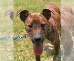 Small Labrador Retriever-Plott Hound Mix