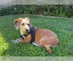 Small #1 Dachshund