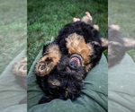Small #4 Bernedoodle (Miniature)