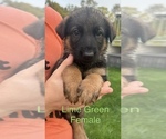 Puppy Lime Green Fema German Shepherd Dog