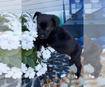 Small Labrador Retriever Mix