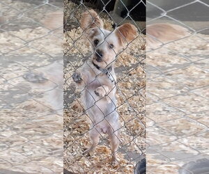 Lucky - Male Maltese-Unknown Mix Dog for Adoption - Photo #3