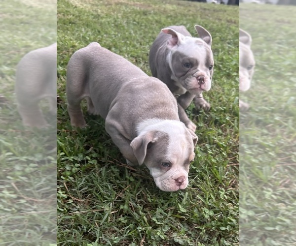 Medium Photo #2 Olde English Bulldogge Puppy For Sale in ADAMSVILLE, AL, USA