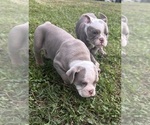 Small #1 Olde English Bulldogge