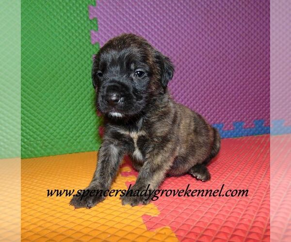 Medium Photo #4 Mastiff Puppy For Sale in CABOOL, MO, USA