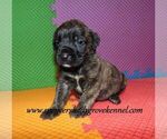 Small #3 Mastiff