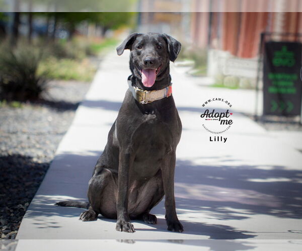 Medium Photo #5 Shepradors Puppy For Sale in Salt Lake City, UT, USA