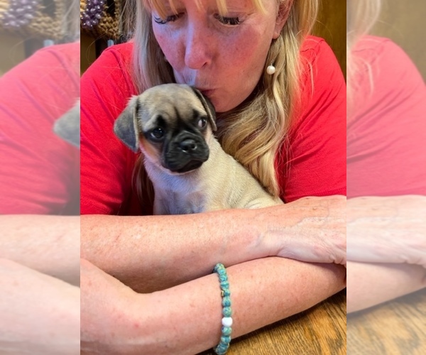 Medium Photo #3 Pug Puppy For Sale in BOYDS, MD, USA