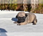 Small #2 Pug
