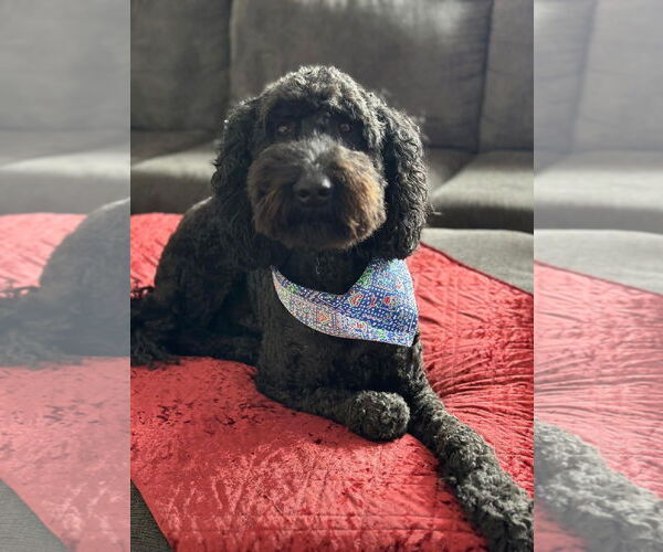 Medium Photo #2 Poodle (Standard) Puppy For Sale in Crystal, MN, USA
