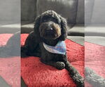 Small #1 Poodle (Standard)