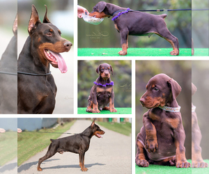 Doberman Pinscher Puppy for sale in Moscow, Moscow, Russia