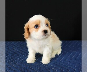 Cavachon Puppy for sale in S BEND, IN, USA