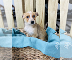 Small Photo #3 Texas Heeler Puppy For Sale in CINCINNATI, OH, USA