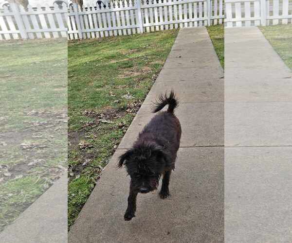 Medium Photo #2 Mutt Puppy For Sale in Columbus, IN, USA