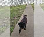 Small #1 Mutt