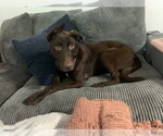 Small #17 Doberman Pinscher-Labrador Retriever Mix