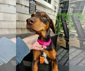 Dachshund-Unknown Mix Dogs for adoption in Woodbury, NY, USA