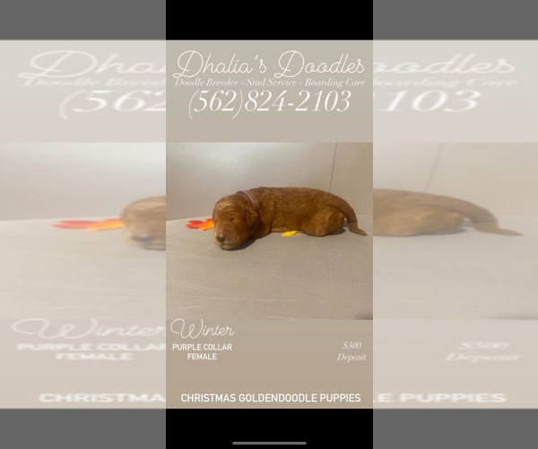 Medium Photo #3 Goldendoodle Puppy For Sale in BREA, CA, USA