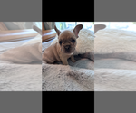 Small #3 French Bulldog