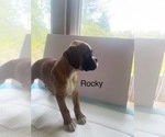 Small #5 Boxer