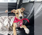 Small #11 Labrador Retriever Mix