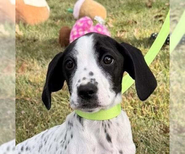 Medium Photo #1 Labrador Retriever-Unknown Mix Puppy For Sale in Yardley, PA, USA