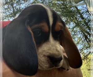 Beagle Puppy for Sale in LEECHBURG, Pennsylvania USA