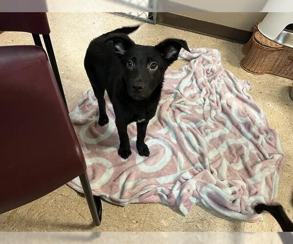 Medium Photo #3 Shepradors Puppy For Sale in Tulsa, OK, USA
