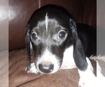 Small Photo #4 Dachshund Puppy For Sale in ELLIJAY, GA, USA