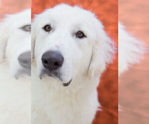 Great Pyrenees Dogs for adoption in Tracy, CA, USA