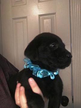 Medium Photo #1 Labrador Retriever Puppy For Sale in OCALA, FL, USA