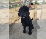Small Photo #1 Goldendoodle Puppy For Sale in DUFF, TN, USA