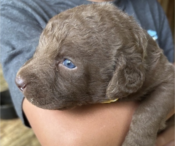 Medium Photo #5 Chesapeake Bay Retriever Puppy For Sale in COOKEVILLE, TN, USA