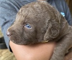 Small #4 Chesapeake Bay Retriever
