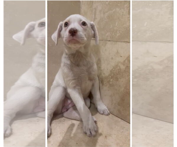 Medium Photo #1 Labrador Retriever-Maremma Sheepdog Mix Puppy For Sale in Virginia Beach, VA, USA