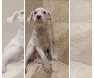 Labrador Retriever-Maremma Sheepdog Mix Dogs for adoption in Virginia Beach, VA, USA