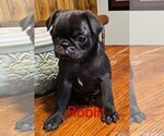 Small #1 Pug