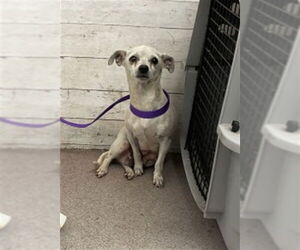 Chihuahua Dogs for adoption in San Bernardino, CA, USA