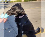 Small #6 Spaniel Mix